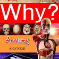 Image of Why? Anatomi